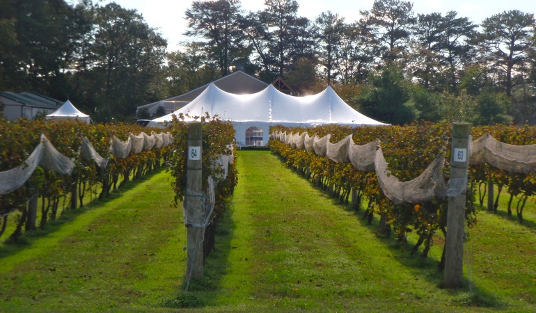 giant white tent behind a vineyard