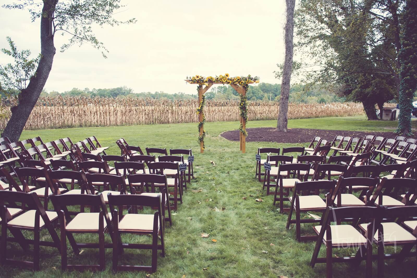 fruitwood wedding chairs lined up beside the alter